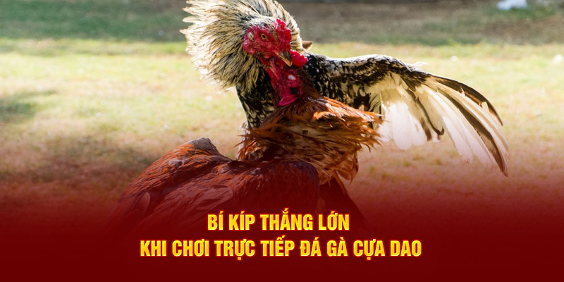 Bí kíp thắng lớn khi chơi trực tiếp đá gà cựa dao
