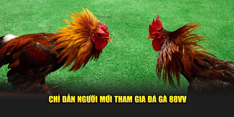 Chỉ dẫn người mới tham gia đá gà 88VV
