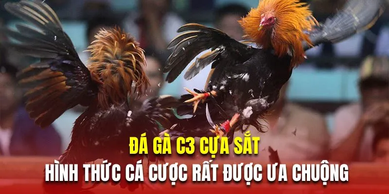 Đá gà C3 cựa sắt là hình thức cá cược rất được ưa chuộng