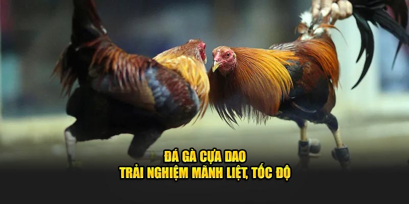 Đá gà cựa dao - Trải nghiệm mãnh liệt, tốc độ
