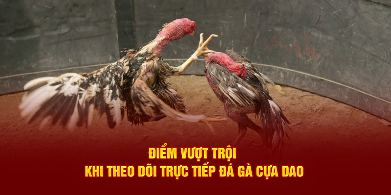 Điểm vượt trội khi theo dõi trực tiếp đá gà cựa dao