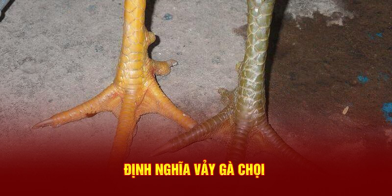 Định nghĩa vảy gà chọi