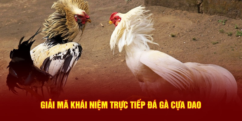 Giải mã khái niệm trực tiếp đá gà cựa dao