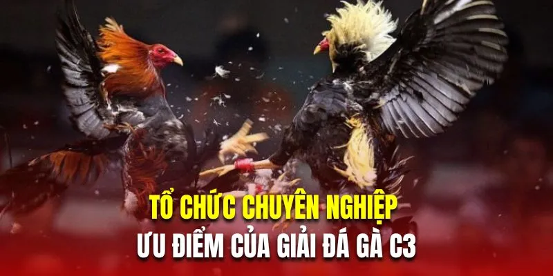 Tổ chức chuyên nghiệp là ưu điểm của giải đá gà C3