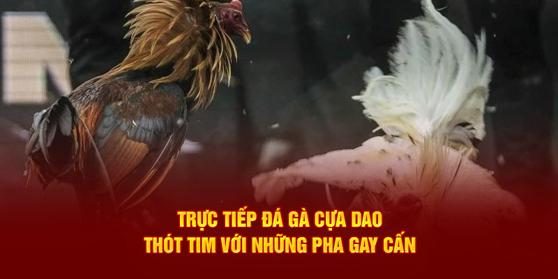 trực tiếp đá gà cựa dao